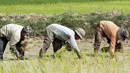 Cambodian farmers work on the rice field in Kampong Speu province, west of Phnom Penh. One of the recommendations proposed by the civil society groups is better agricultural markets. (File)