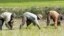 Cambodian farmers work on the rice field in Kampong Speu province, west of Phnom Penh. One of the recommendations proposed by the civil society groups is better agricultural markets. (File)