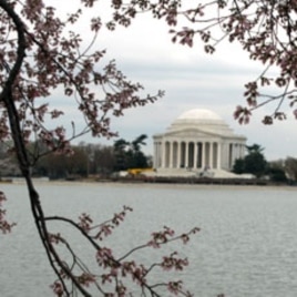 US Cherry Blossom Festival Begins With Fundraiser for Japan Quake Victims