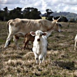Ranchers take advantage of the wide open spaces of the west to give their cattle room to graze but that also makes things easier for thieves.