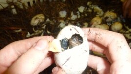 Chaque année, Mark Glass doit récolter dans la nature des oeufs d'alligators, qui ne se reproduisent pas en captivité