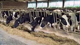 Përdorimi i antibiotikëve në fermat blegtorale