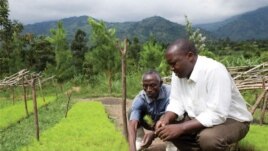 Rwenzori Mountains, Uganda. WWF has helped 574 farmers in the region plant 700,000 trees in its 5-year programme to replenish the bare hills.