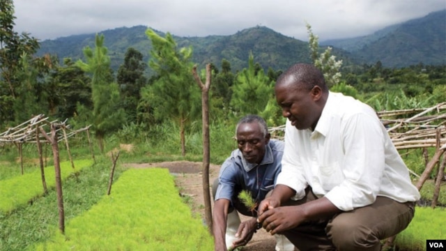 Rwenzori Mountains, Uganda. WWF has helped 574 farmers in the region plant 700,000 trees in its 5-year programme to replenish the bare hills.