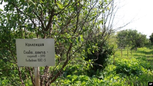 The Pavlovsk Experimental Station contains Europe's largest collection of fruit trees and berry plants, many of them found nowhere else on Earth.