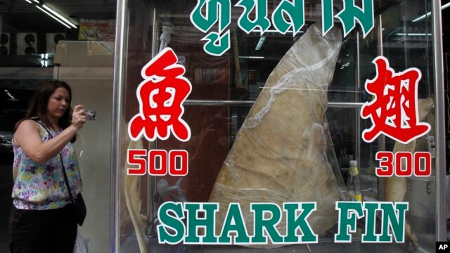 A woman takes a photograph of a dried shark fin on display at a restaurant in Bangkok, Thailand, Mar. 5, 2013. 