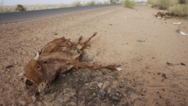 Cattle decompose under the Saharan sun outside the town of Ayoun el Atrous in Mauritania, May 20, 2012.