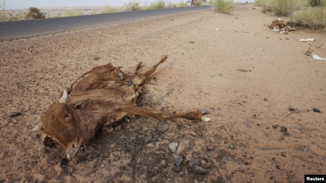 Cattle decompose under the Saharan sun outside the town of Ayoun el Atrous in Mauritania, May 20, 2012.