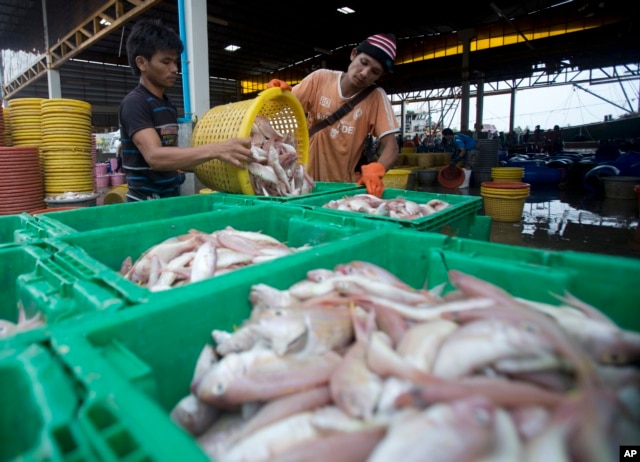 Migrant workers separate freshly caught fish by size at a fish market in Samut Sakhon Province, west of Bangkok, June 20, 2014.