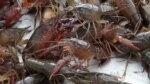 Crawfish Deeply Rooted in Louisiana Culture