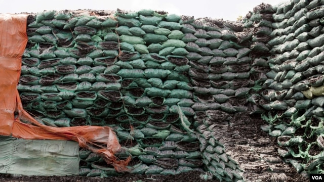 The stockpile of charcoal in Bur Gabo is estimated to be worth several millions dollars, Bur Gabo, Somalia, July 5, 2012. (Roopa Gogineni/VOA) 