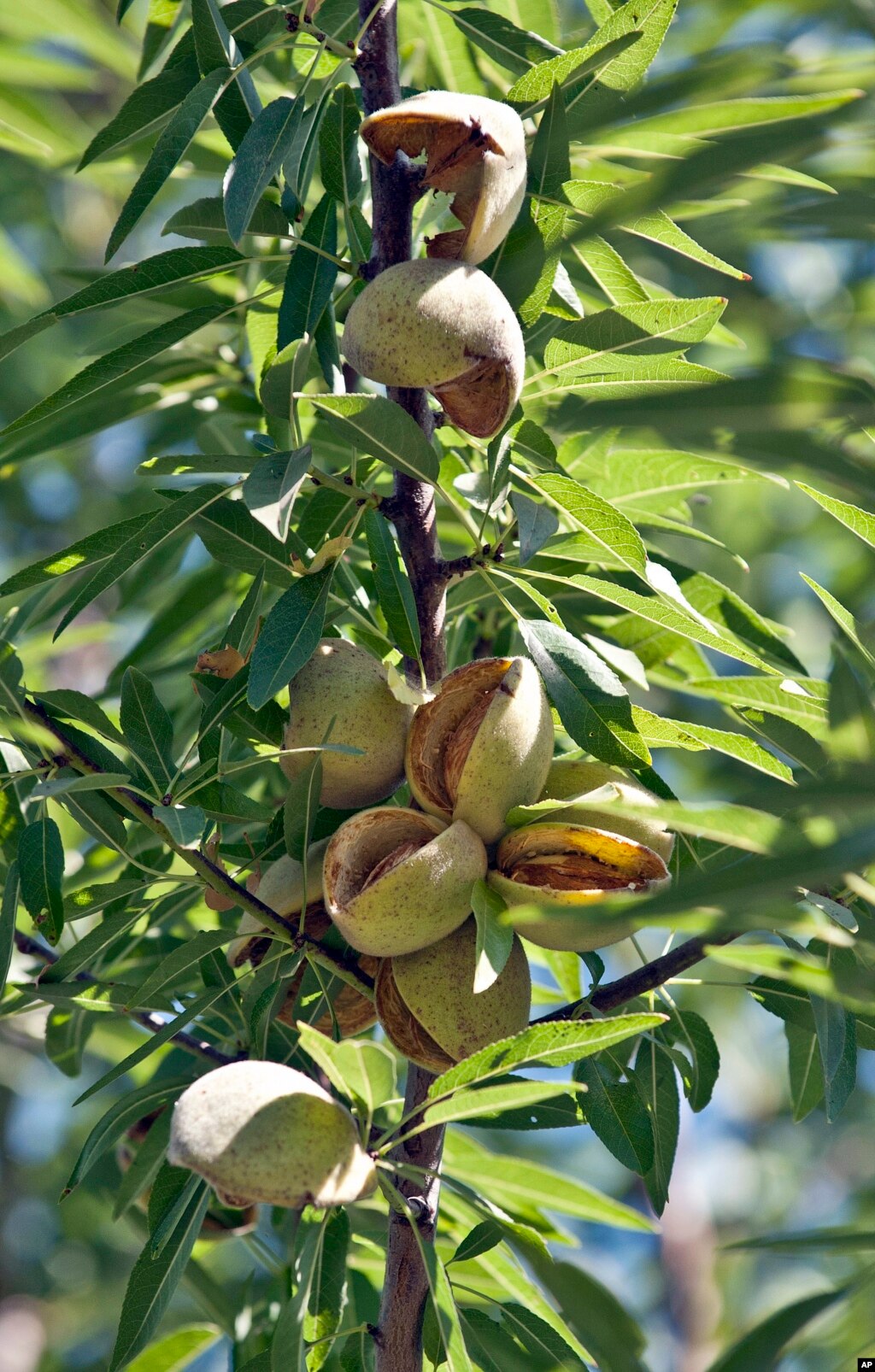 US Almond Growers Feel Impact of Russian Import Limits