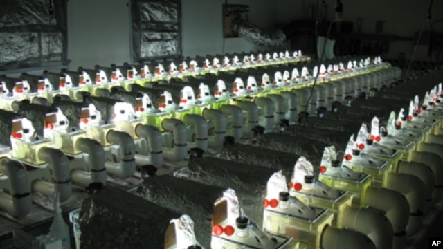 Bradley Cardinale built 50 mock streams in his laboratory for the three-year experiment.
