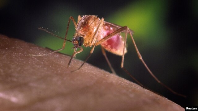Esta variedad de mosquito, el Culex, es la que transmite el virus a los humanos.