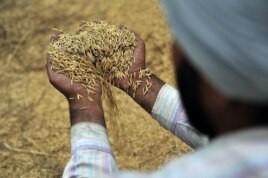 Freshly threshed rice near Sangrur, India. Salt water encroachment, flooding and droughts are more likely as the climate changes, which could impact crops such as rice. (Neil Palmer/CIAT)
