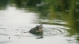 A rare giant soft-shelled turtle swims in Hoan Kiem lake in Hanoi, Vietnam.