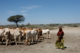 Springs are drying out from the drought in Southern Ethiopia forcing pastoralists to push their cattle long distances for scarce resources.