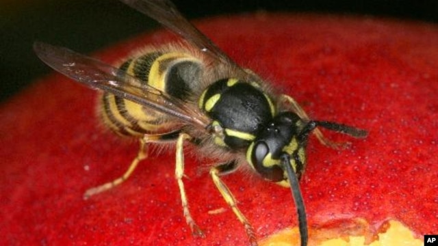 Emerald jewel wasp, serangga penyengat yang memangsa kecoa, mengeluarkan sekresi ke seluruh bagian dalam tubuh kecoa, dan inilah cara membersihkan kecoa inangnya dari mikroba (foto: dok).
