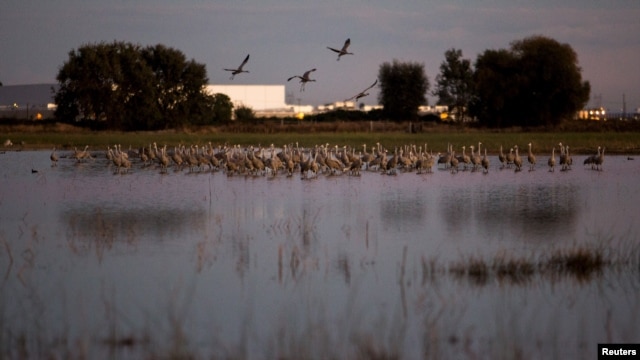 Sandhill cranes land in flooded fields at the Sandhill Crane Reserve near Thornton, California, Nov. 3, 2015. The state's ongoing drought has left millions of waterfowl that migrate from northern climes to California with fewer places to land, seek food.