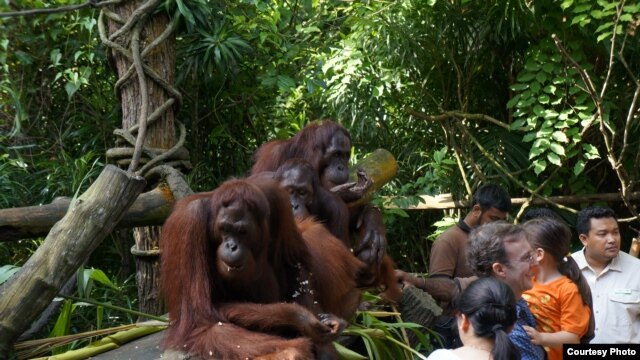At the Singapore Zoo during its daily 'Jungle Breakfast event (John Beckman/Chicago visitor)