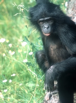 Bonobos and chimpanzees are both the closest ancestors and living relatives of humans.(Michael Seres)