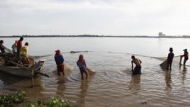 WWF nói các chủng loài tiêu biểu như loài cá ba sa khổng lồ ở sông Mekong có thể bị tuyệt chủng.