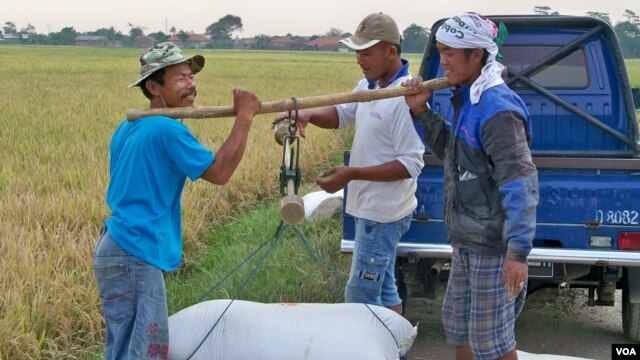 Petani beras di Jawa Barat. (VOA/R. Teja Wulan)