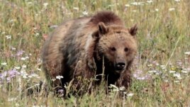 FILE - A grizzly bear walks in a meadow in Yellowstone National Park, Wyoming, August 12, 2011.