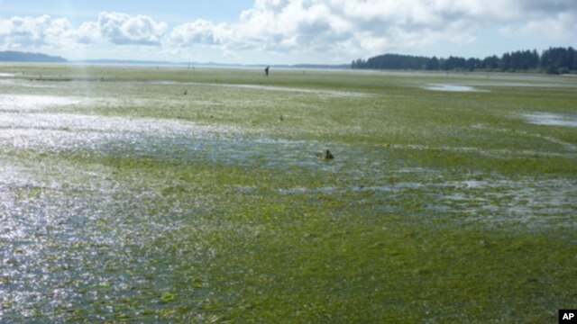 Japanese eelgrass smothering Willapa Bay clam beds in Sept. 2010.