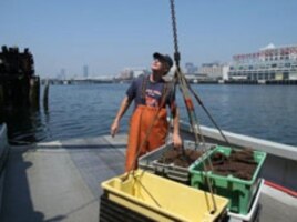 After a long day, Skip Ryan prepares to take his lobster catch to a buyer.