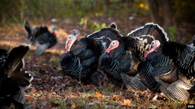 The Thanksgiving turkey has made a circular journey, from its origins in Mexico to Europe and back to North America. (Alison Klein/VOA)