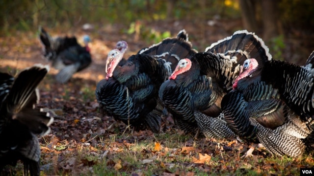 The Thanksgiving turkey has made a circular journey, from its origins in Mexico to Europe and back to North America. (Alison Klein/VOA)