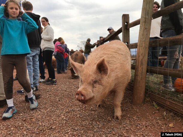 Rescued pigs live a carefree – and happy -- life at Poplar Spring Animal Sanctuary. The 174-hectare refuge is also home to about 200 other abused and abandoned farm animals, including goats, geese, sheep and turkeys.