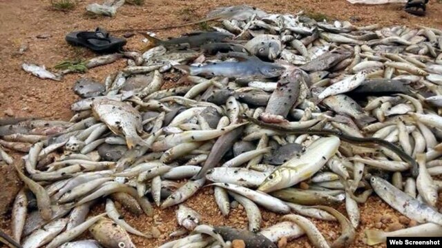 Cá chết trắng ven biển miền Trung (ảnh chụp từ trang vietnamnet). Quảng Trị vừa phát hiện 30 tấn sản phẩm đông lạnh có chứa chất cực độc hôm 10/6/2016, trong đó có số cá được thu mua ngay sau thảm họa cá chết.