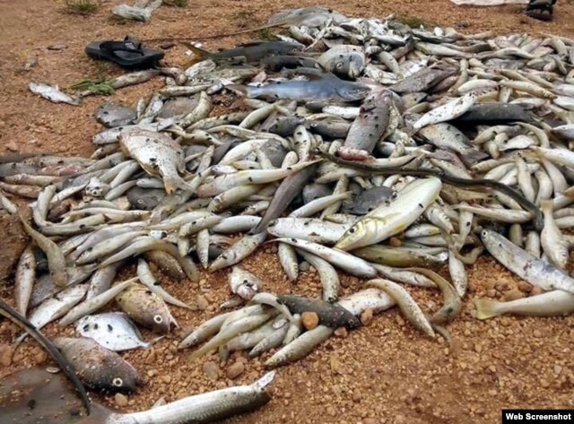 Hội nghề cá Việt Nam khuyến cáo người dân không dùng cá đánh bắt trong thời gian này. Kết quả phân tích mẫu nước tại Lăng Cô cho thấy cá chết do nước biển có chất độc cực mạnh và nước biển ở những khu vực này bị nhiễm kim loại nặng.