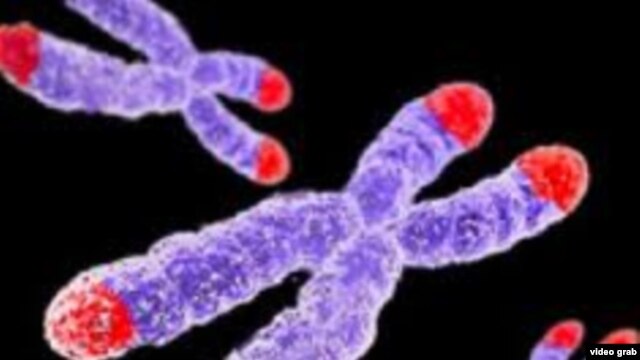 telomeres