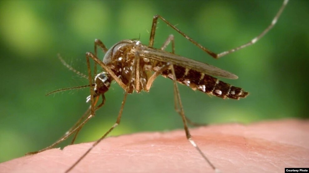 Aedes ျခင္(CDC image)