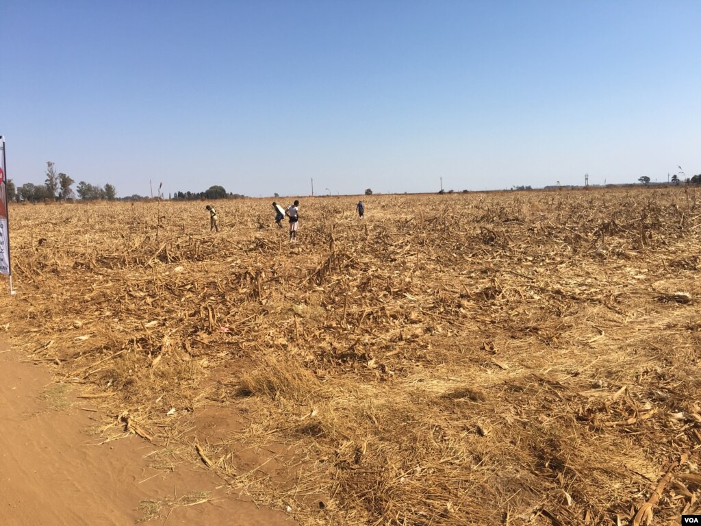 Millions Across Southern Africa Face Food “Insecurity” - Voice of America (blog)