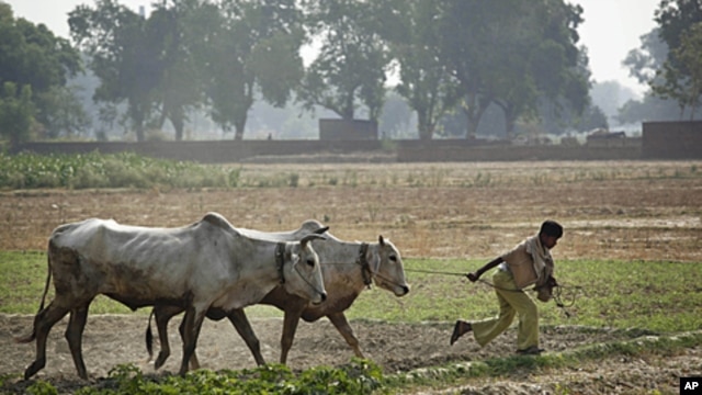 An Indian farmer pulls his oxen after plowing a rice paddy in Allahabad, India, June 17, 2010 file photo. 