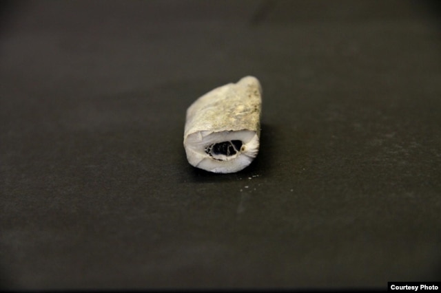 DNA from this small piece of a rib bone from an ancient Taimyr wolf suggest that dogs may have been domesticated 30,000 years ago. (Credit: Love Dalén)
