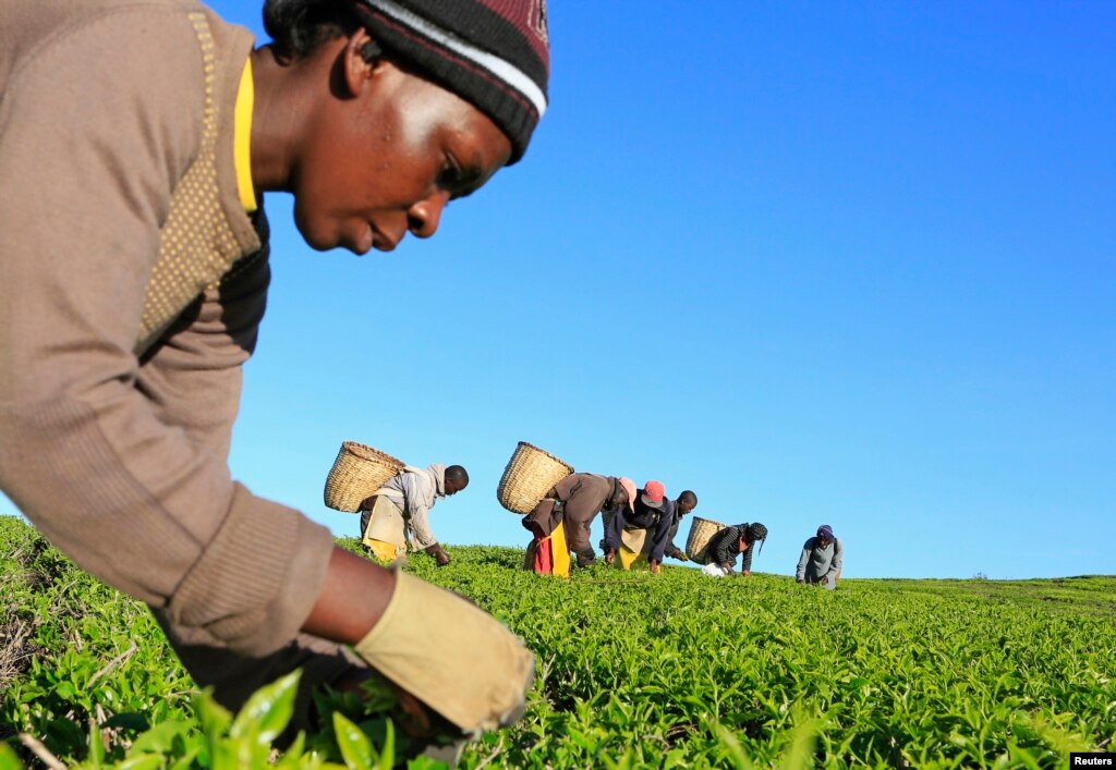 Weather-Based Insurance Benefits Farmers - Voice of America