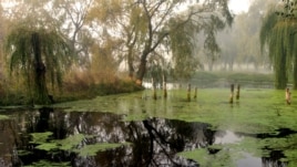 Duckweed covers the surface of ponds (via Flickr user Polandeze).
