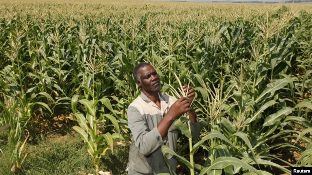 South Africa's plans to undo the wrongs of apartheid by returning land seized from native blacks is embodied in the life of farmer Koos Mthimkhulu, shown inspecting his crop at his farm in Senekal, February 29, 2012.