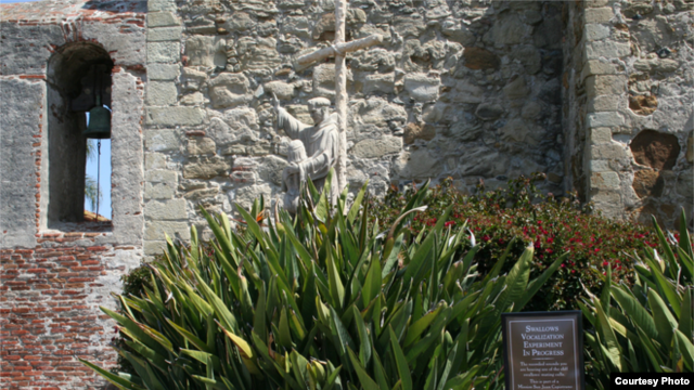 Experts hope to lure swallows back to Capistrano by playing recordings of cliff swallows in Nebraska in the mission’s courtyard. (Mission San Juan Capistrano)