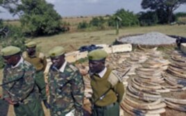 Kenya Wildlife Service officers stand guard near a shipment of elephant tusks and rhino horns that were intercepted at Jomo Kenyatta International Airport, in Nairobi, Kenya, August 2010. (file photo)