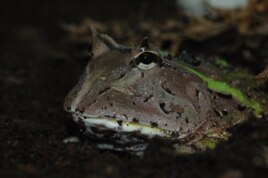The South American horned frogs are sit-and-wait predators that wait half-buried for prey to pass by. (Thomas Kleinteich, Kiel University)