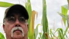 Bruce Trautman grows conventional and genetically modified drought-tolerant corn near Sutton, Nebraska, August 2012 (S. Baragona / VOA).