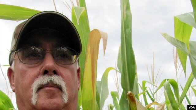 Bruce Trautman grows conventional and genetically modified drought-tolerant corn near Sutton, Nebraska, August 2012 (S. Baragona / VOA).
