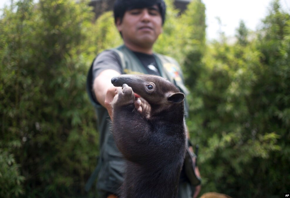 Peru - Hoaçipa heyvanxanası  