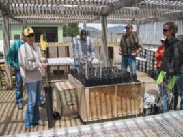 After tamarisk removal, some land managers are turning to an innovative grow-out method called long-stems.